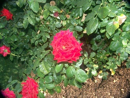 Julia Davis Park Rose Garden in August