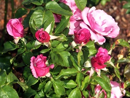 Julia Davis Park Rose Garden in August