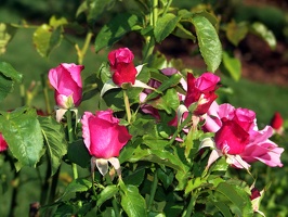 Julia Davis Park Rose Garden in August