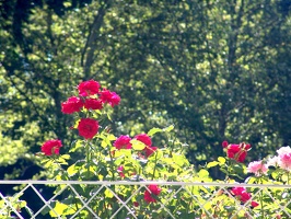 Julia Davis Park Rose Garden in August