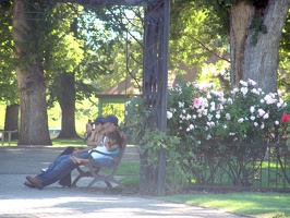 Julia Davis Park Rose Garden in August