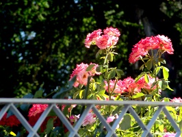 Julia Davis Park Rose Garden in August