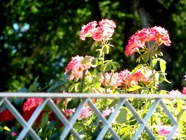 Julia Davis Park Rose Garden in August