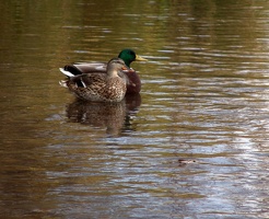 Duck Love 1