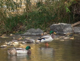 Duck Love 2