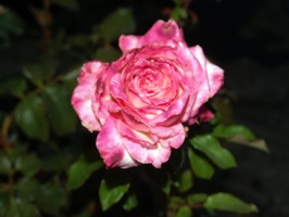 Roses growing in front of the train depot