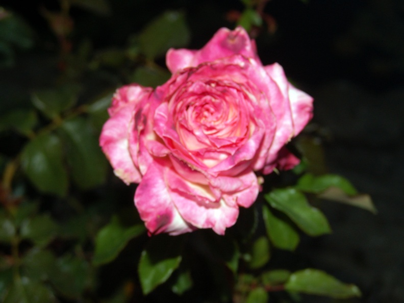 Pink_and_white_rose_1.jpg