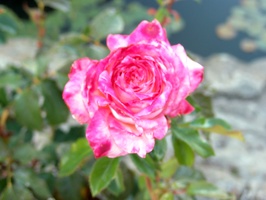 Roses growing in front of the train depot