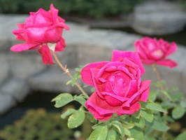 Roses growing in front of the train depot