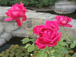 Roses growing in front of the train depot