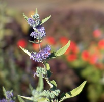 Pretty purple flowers.  This is 20X zoom at least.