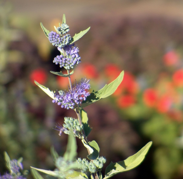 Tiny_blueberries.jpg