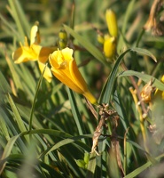 Just some yellow flowers that I liked