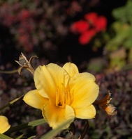 Just some yellow flowers that I liked