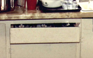 Cats in drawer